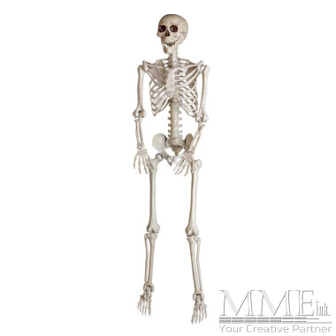 5ft Skeleton